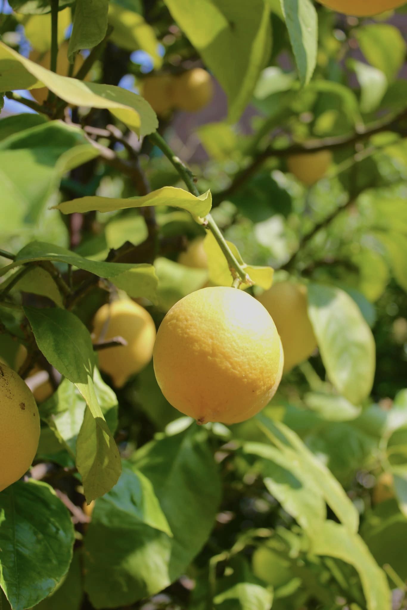 Zitronen: Frische Energie für Körper und Geist!