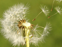 Allergische Erkrankungen