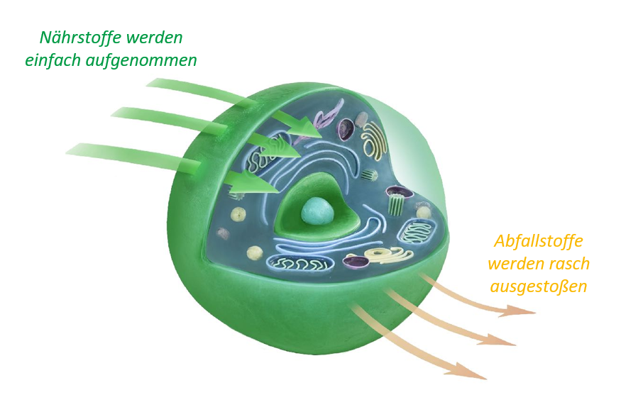 Zellgesundheit: die Basis für Energie und Regeneration
